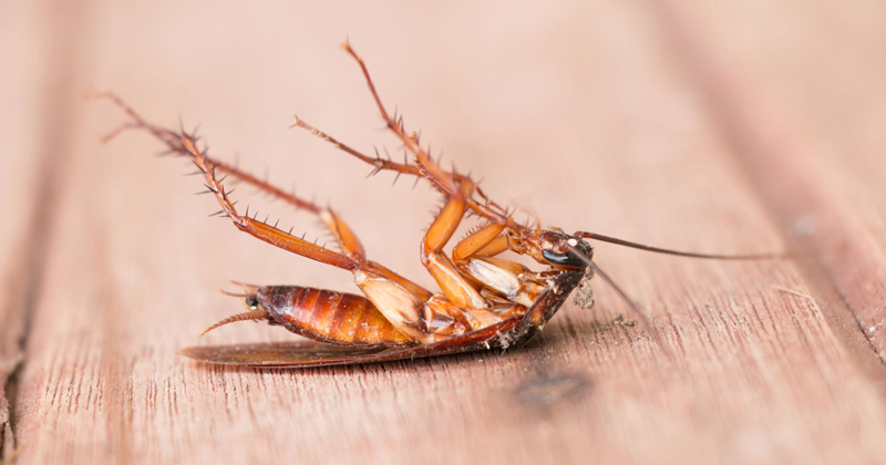 Cockroach Control Services